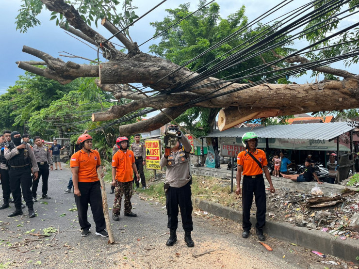 Petugas Gabungan Evakuasi Pohon Tumbang Akibat Hujan Disertai Angin Kencang di Sidoarjo