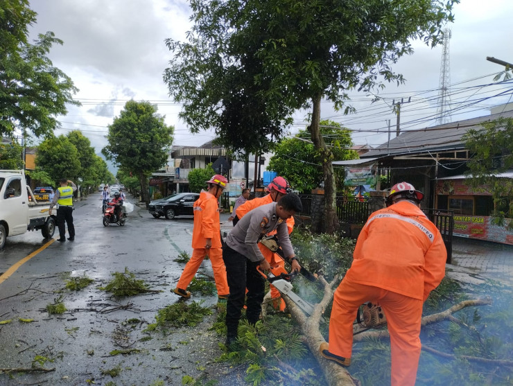 Sigap, Polisi Tangani Pohon Tumbang di Jagalan, Lalulintas Trenggalek – Ponorogo Kembali Normal