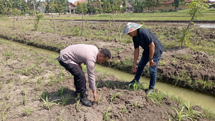 Bhabinkamtibmas Polsek Wonoayu Tinjau Lahan Jagung P2B di Desa Popoh, Dukung Swasembada Pangan Nasional