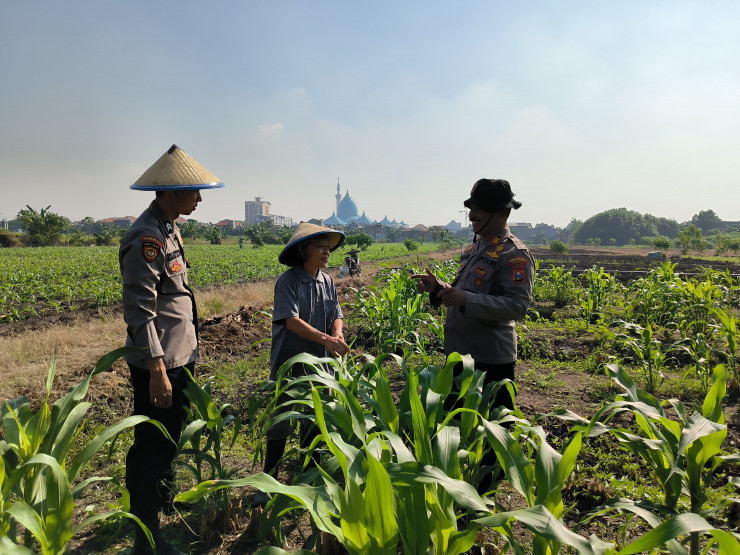 Kolaborasi Polsek Taman dan Petani Kelola Lahan Jagung untuk Ketahanan Pangan