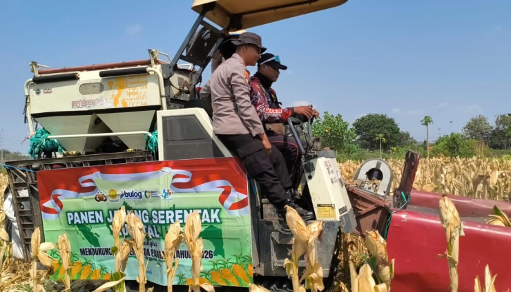 Polsek Taman Bersama Petani Panen 13 Ton Jagung, Dongkrak Upaya Ketahanan Pangan