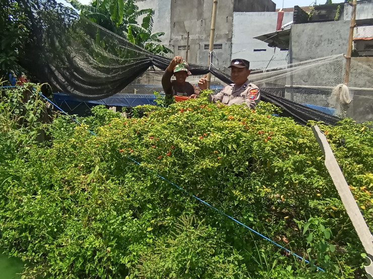 Anggota Sat Binmas Polresta Sidoarjo Apresiasi Warga Kembangkan Tanaman Cabai