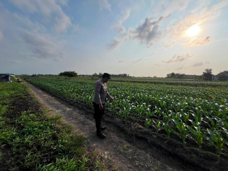 Polsek Prambon Pantau Jagung Desa Bulang Jelang Tahap Pemupukan