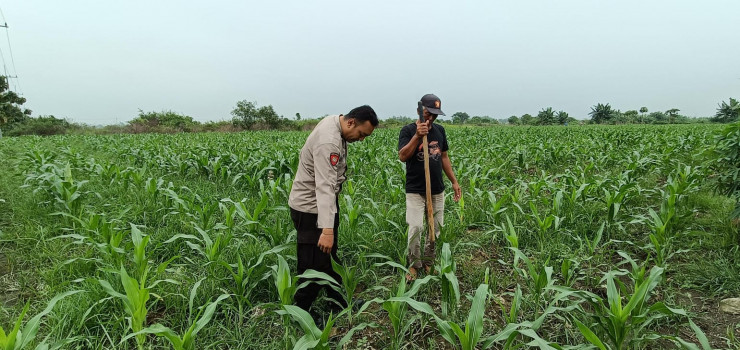 Kapolsek Tarik Gerakkan Polisi Cinta Petani untuk Cegah Gagal Panen Jagung