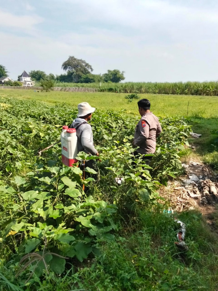 Anggota Polsek Prambon Tinjau Program Ketahanan Pangan di Sawah Warga