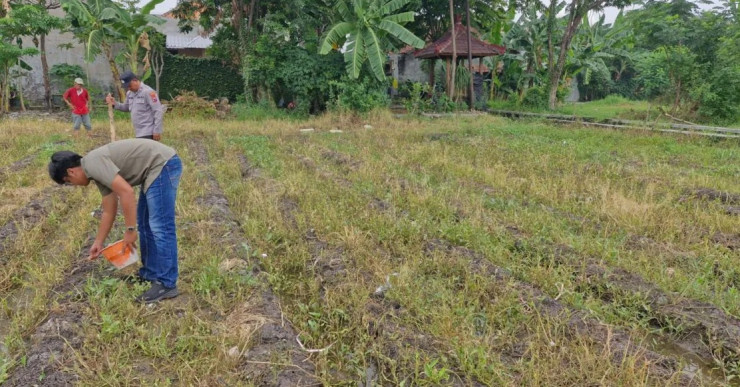 Dari Menjaga Kamtibmas ke Menjaga Lumbung Negeri: Polisi dan Petani Sukodono Bersatu Tanam Jagung, Perkuat Swasembada Pangan dari Desa