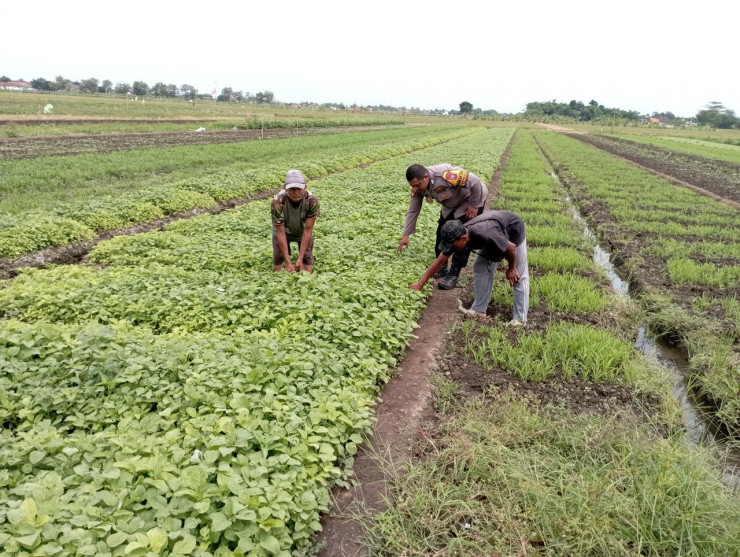 Polsek Tulangan Laksanakan Penanaman Sayur Bersama Petani di Desa Grabangan dalam Rangka Mendukung Asta Cita