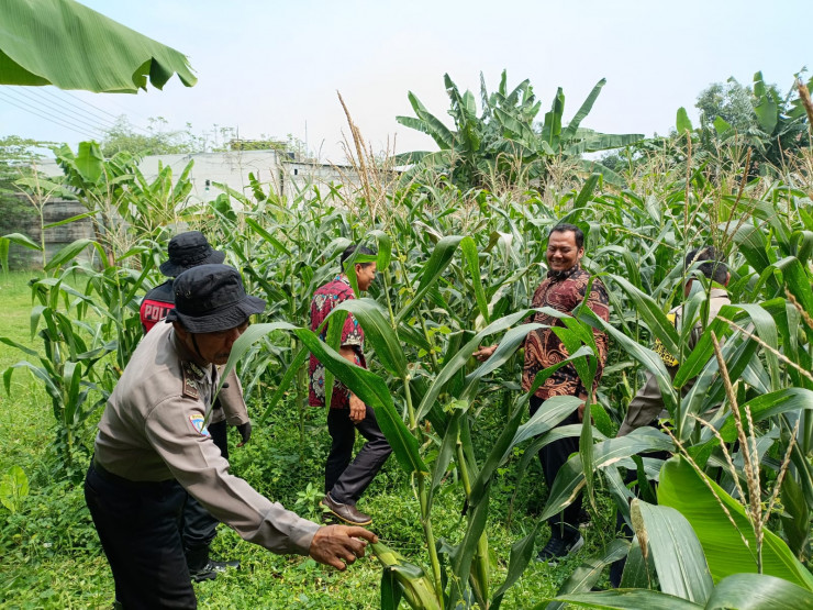 Sinergi Polsek Balongbendo, Pemdes Penambangan dan Kelompok Tani Wujudkan Ketahanan Pangan Mandiri