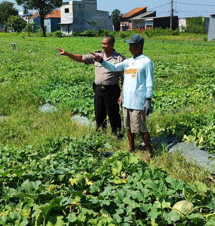 Polsek Tanggulangin Dukung Ketahanan Pangan, Tinjau Lokasi Rencana Tanam Jagung Hibrida di Kedensari