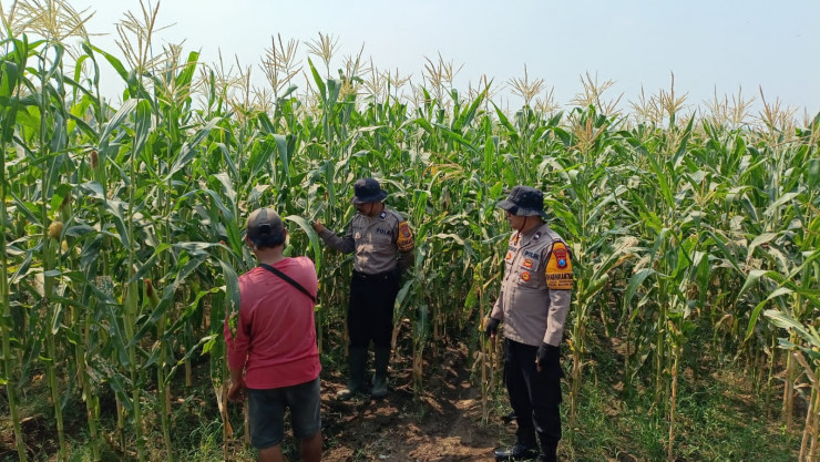 Polsek Wonoayu Cek Perkembangan Jagung di Desa Popoh, Wujudkan Swasembada Pangan