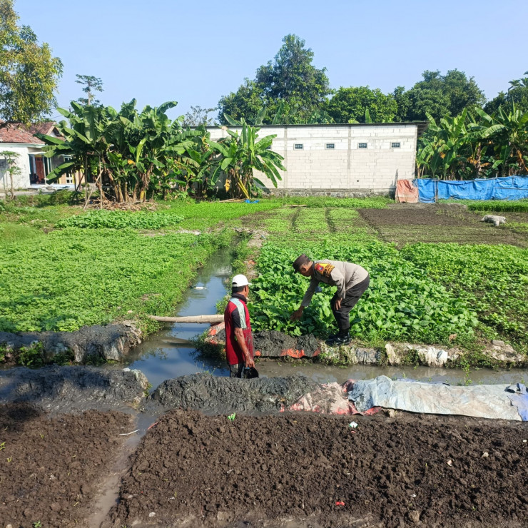 Warga Desa Semambung Wonoayu Sulap Lahan Kosong Jadi Kebun Sayur, Dukung Program Ketahanan Pangan