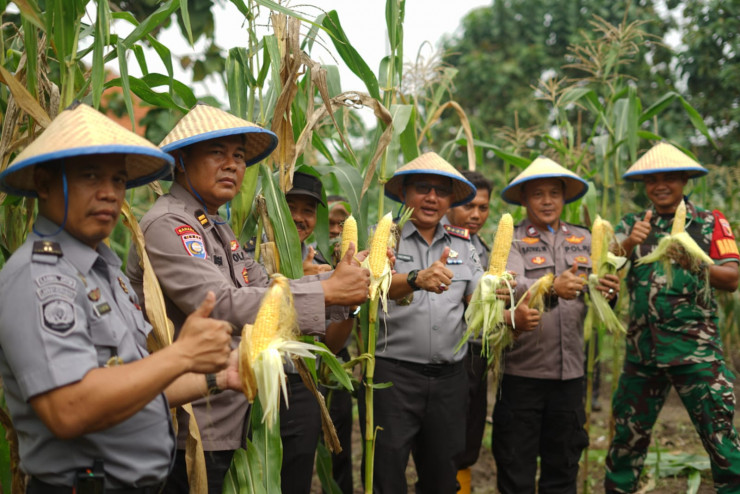 Tingkatkan Produktifitas Ketahanan Pangan, Lapas Kelas I Surabaya di Porong Panen Jagung Manis