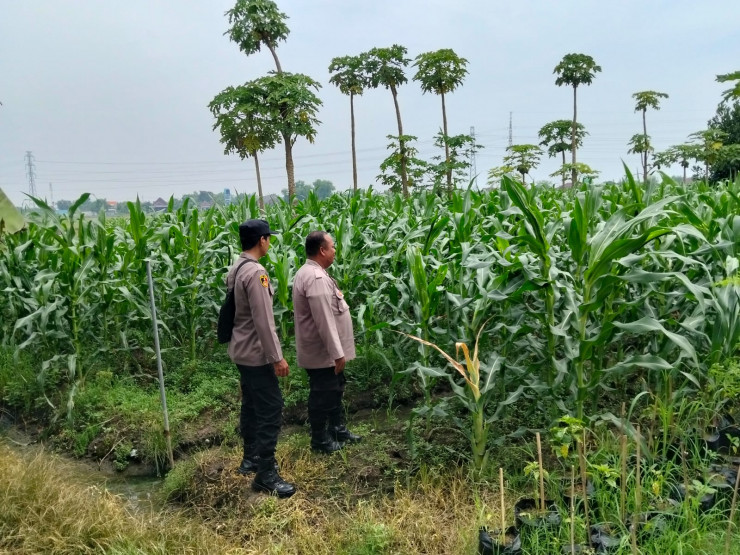 Bhabinkamtibmas Polsek Prambon Kontrol Lahan Jagung, Pertumbuhan Tanaman Normal