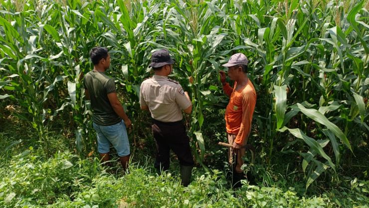 Polsek Balongbendo Dukung Swasembada Pangan, Optimalkan Perkembangan Tanaman Jagung Hibrida