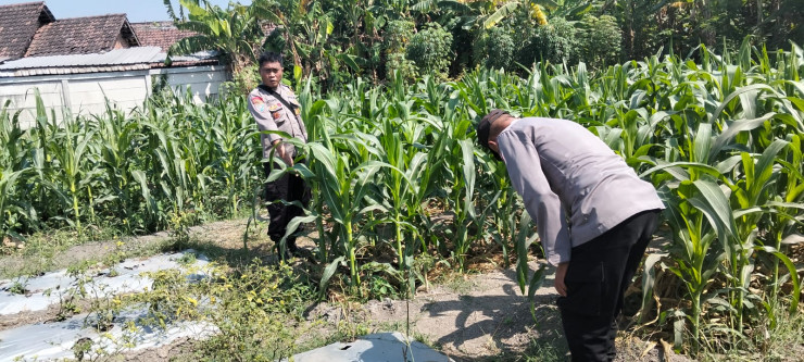 Polsek Tulangan Pantau Lahan Jagung Tumpangsari untuk Perkuat Ketahanan Pangan