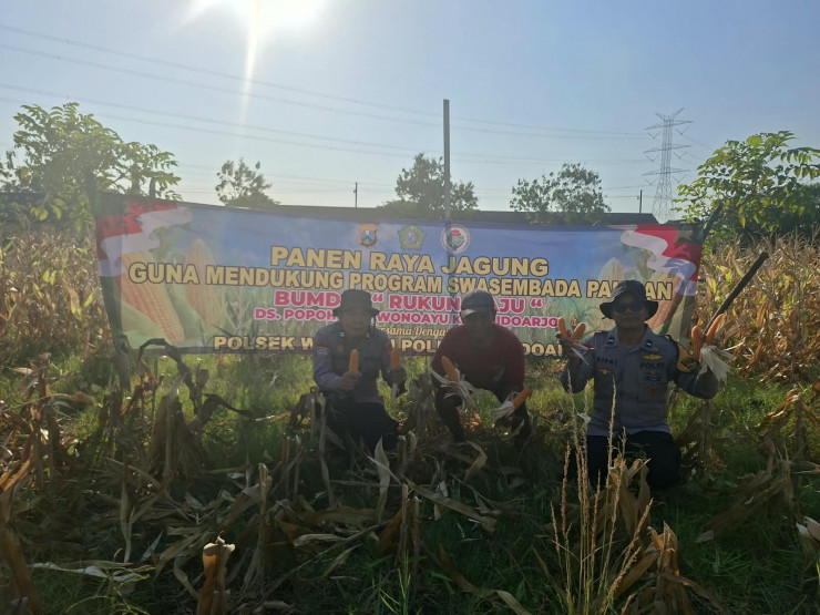 Polsek Wonoayu Panen Raya Jagung, Dukung Swasembada Pangan