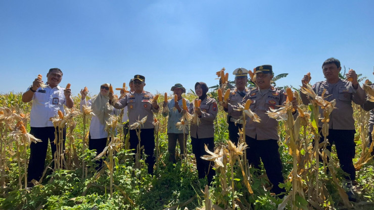 Panen Raya Jagung di Punggul, Polsek Gedangan Perkuat Swasembada Pangan