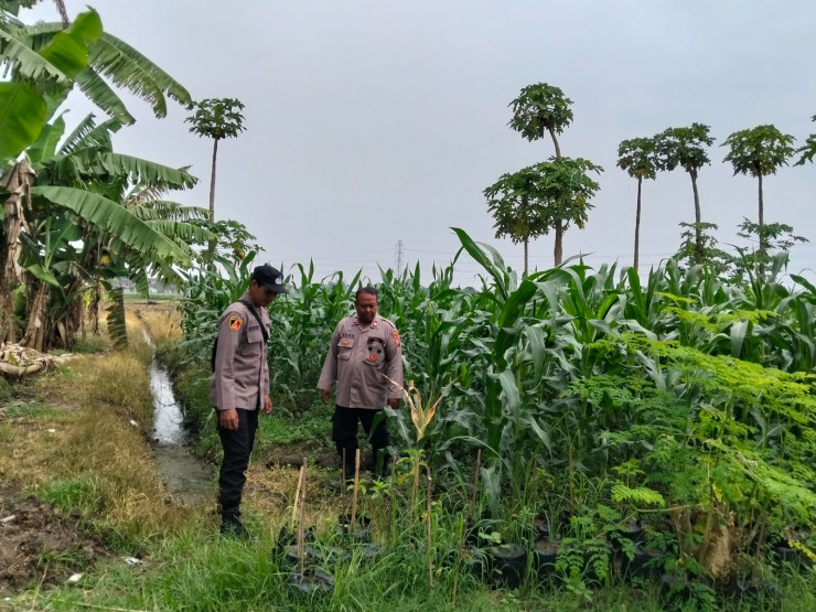 Polsek Jabon Pantau Jagung Trompoasri, Petani Bersiap Masuki Tahap Pemupukan