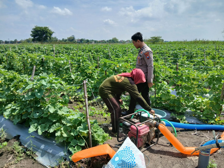 Polisi Dukung Ketahanan Pangan Petani Melon