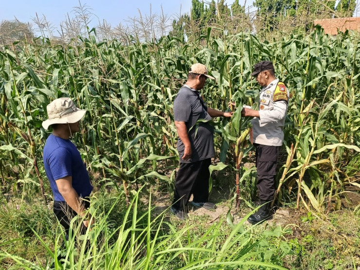 Polsek Sidoarjo Kota Dampingi Perawatan Jagung untuk Dukung Swasembada Pangan